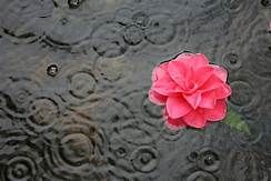 Rose ms honey Betty Rose