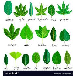 What Leaf Are You? - Quiz