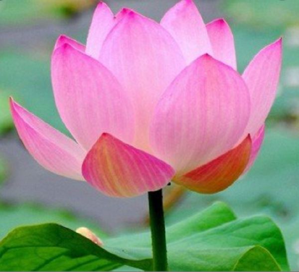 What type of flower are you? Quiz