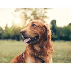 guess the dog breed quiz hard