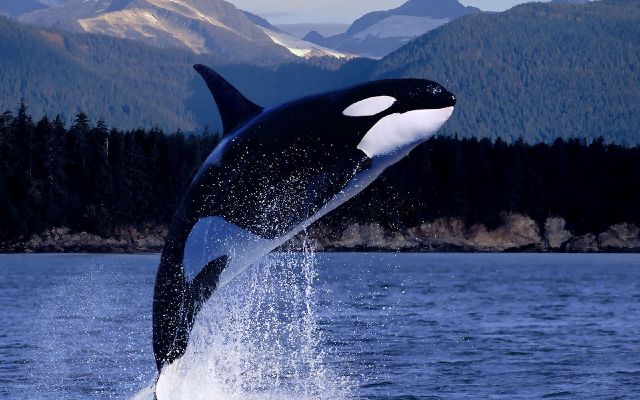 killer whales :)