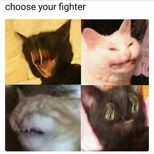 Choose Your Fighter Memes Survey Survey