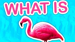 How Well Do You Know Flamingo Albert Test - the flamingo plaza for albert roblox