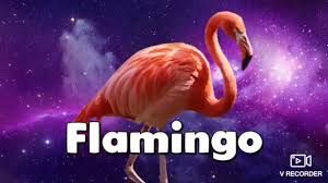 How Well Do You Know Flamingo? (Albert)  Test