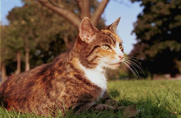 Ambermoon Warrior Cats New Clan Of Loners