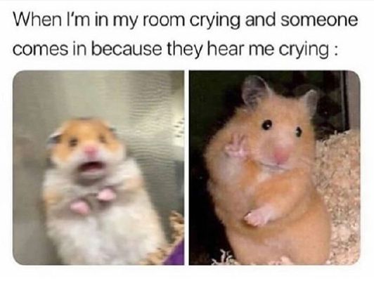 Meme Chronicles Girl Talk