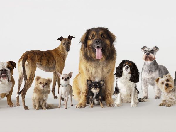 group-spotlight-the-working-group-dogs-and-5-unique-examples-from-the