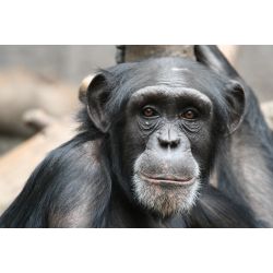 How Much Do You Know About Chimps? - Test | Quotev