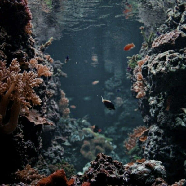 Twisted Wonderland Yandere (Octavinelle) Quiz Quotev