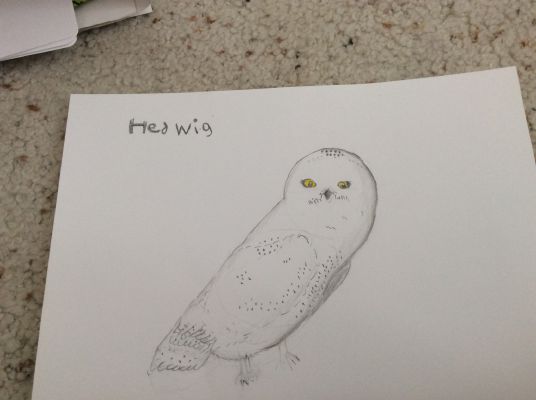 80+ Drawing Of A Snowy Owls Illustrations, Royalty-Free Vector Graphics &  Clip Art - iStock