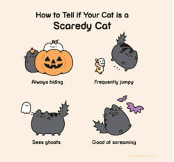 What WEIRD pusheen r u?!? - Quiz | Quotev