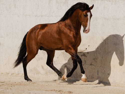 L essentiel des chevaux - la grande encyclopédie des chevaux destrier,  cheval de trait, pur-sang, mustang - Collection tout découvrir . de  Fitzpatrick Andréa