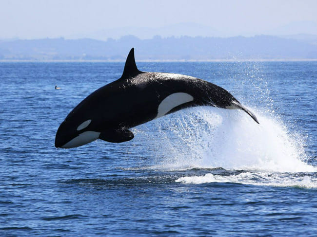 Killer whale quiz #2 - Test | Quotev