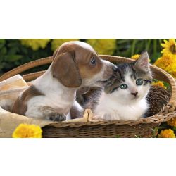 What Pet Is Right For You? - Quiz | Quotev