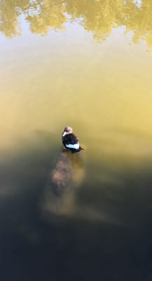 ToH guess who (wrong answers only) - Quiz | Quotev