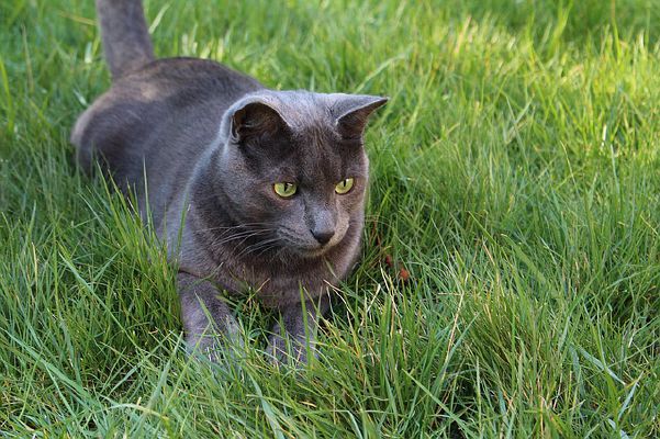 Wa Rav Cat How well do you know Warrior Cats? - Test | Quotev