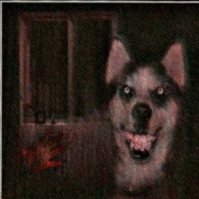 Scary husky best sale