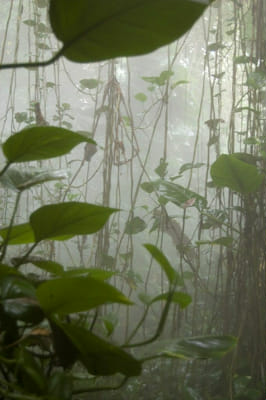 Green Vines  Dark green aesthetic, Alien aesthetic, Green aesthetic