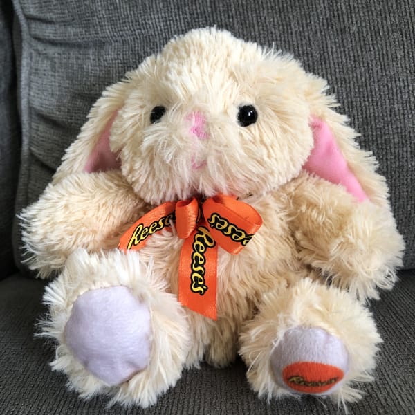 Orange rabbit | Quotev