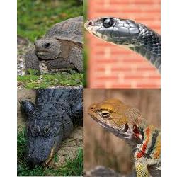 How well do you know your reptiles? - Test | Quotev