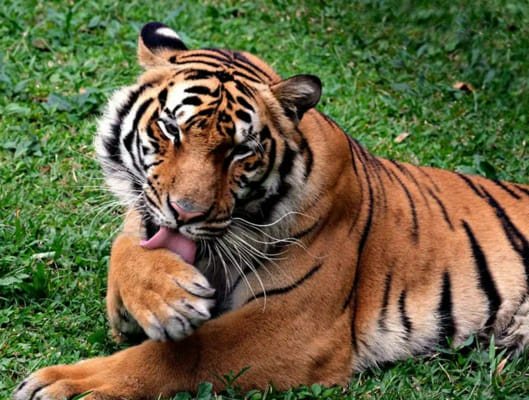What Type Of Tiger Are You Quiz Quotev fun-facts-about-canada-image-to-u