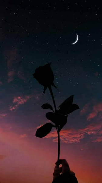 Midnight rose | Quotev