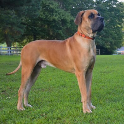 Which Bojack horseman character are you - Quiz | Quotev