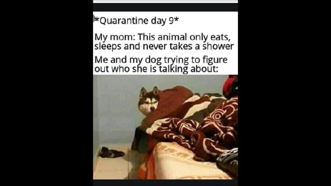 Can You Relate To These Quarantine Memes Quiz Quotev