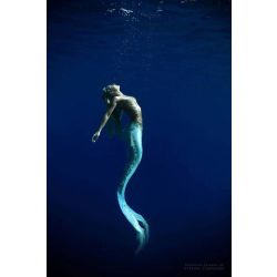 mako mermaids swimming