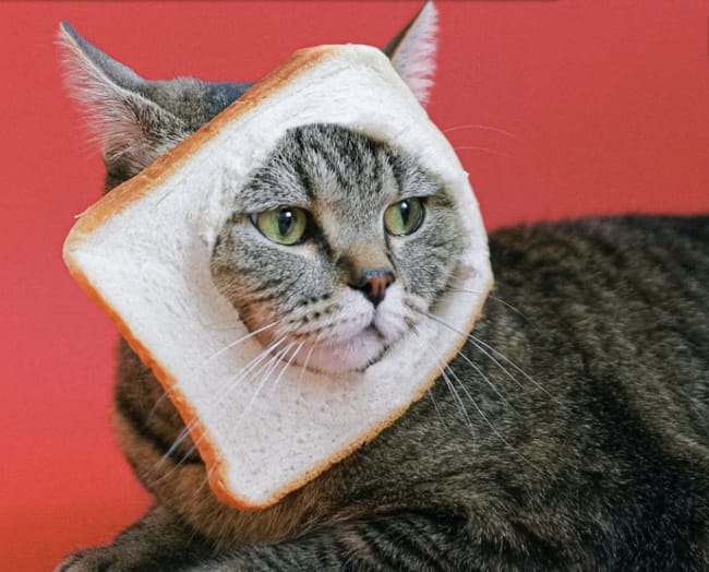 Your Warrior Cat Name, Clan, Personality, Role and Appearance