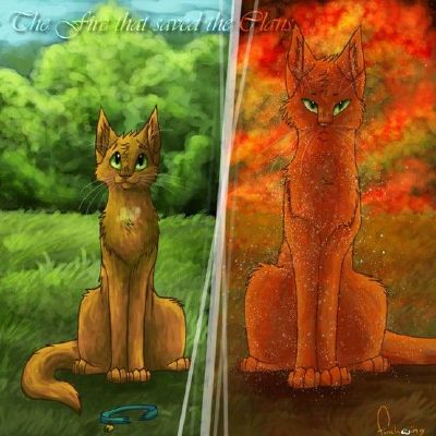 Firestar  warrior-cats