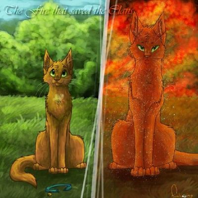 Firestar  Warrior Cats