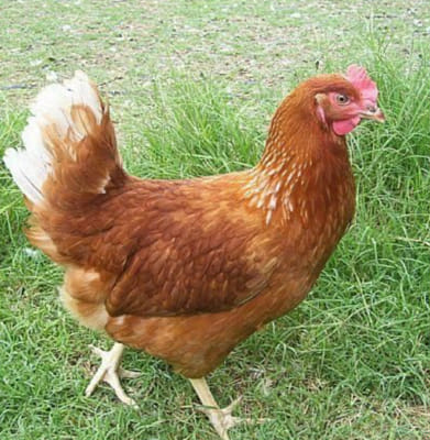 How well do you know chicken breeds? - Test | Quotev