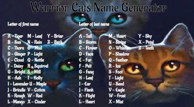 Warrior cat name generator who will you be?