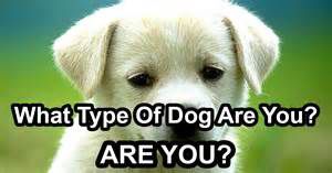 What dog are you? - Quiz