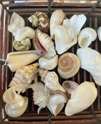 Which seashell matches your soul? - Quiz | Quotev