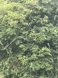 How much do you know about therians? - Test | Quotev