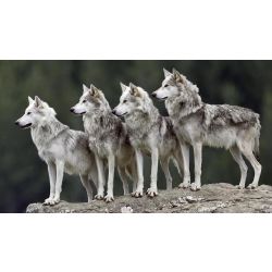 werewolf pack names