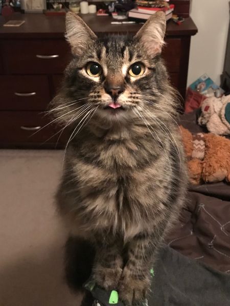 Get Free Accounts here | Quotev