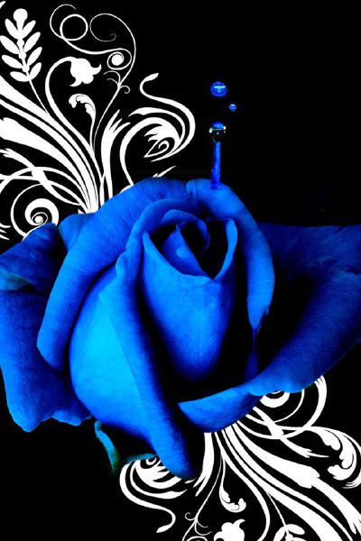 Rose | Quotev