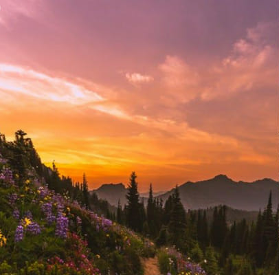 Go On A Walk Through The Woods Quiz Quotev