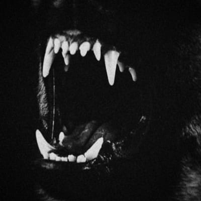 What is your role in a werewolf pack? (Detailed results) - Quiz | Quotev