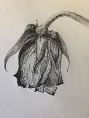 drooping rose drawing