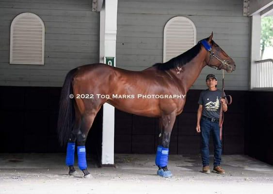 Horse Racing Testing Horse Racing Test 2 - Test | Quotev