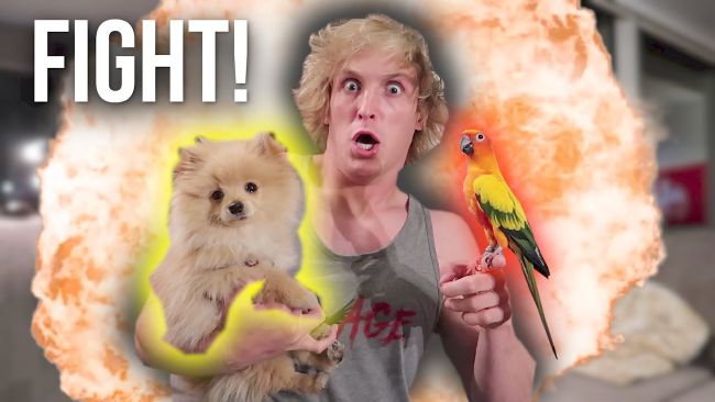 Logan paul clearance kong breed