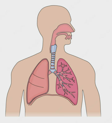 Respiratory System Test - 11th Grade Biology - Test | Quotev