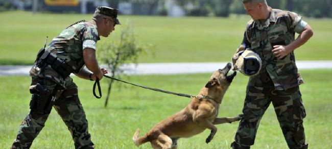 german-dog-commands-schutzhund-commands-test-quotev