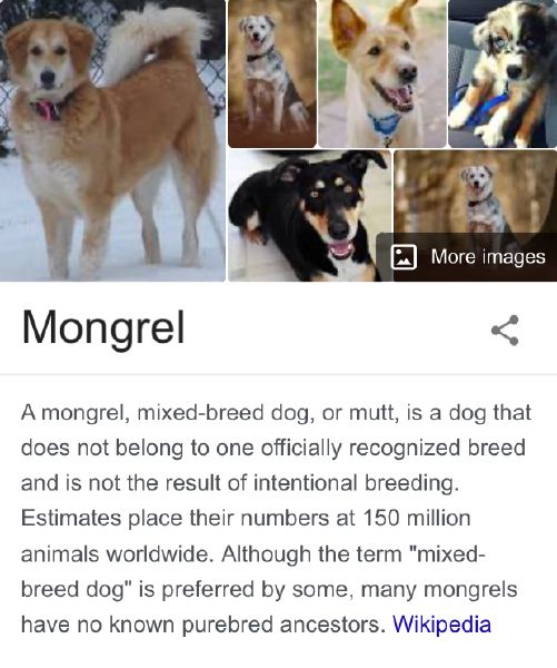 Do You Know Your Mixed Dog Breeds? (VERY HARD) Test Quotev