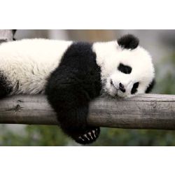 How Well Do U Know Pandas Test Quotev How Well Do U Know Pandas Test Quotev