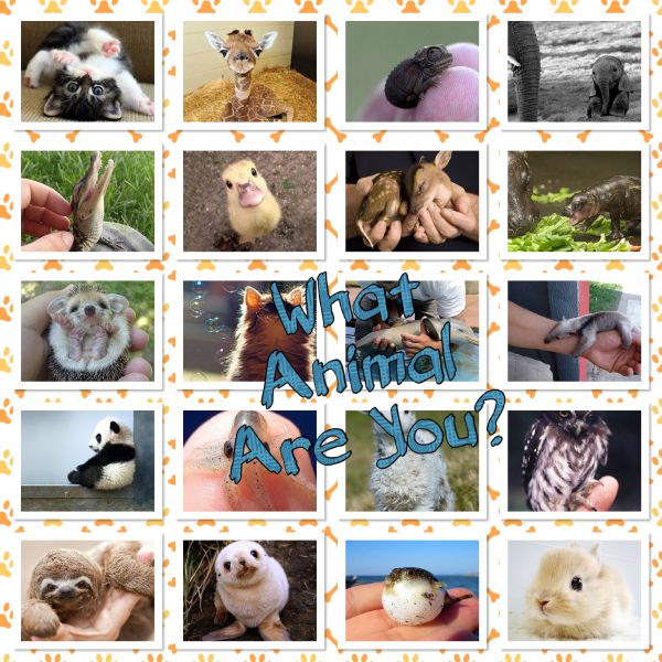 What animal are you? - Quiz